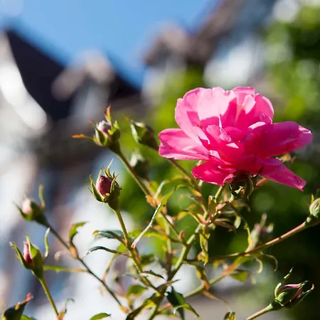 Palmenwald Schwarzwaldhof, Bw Signature Collection Hotel 4*