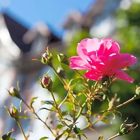 Palmenwald Schwarzwaldhof, Bw Signature Collection Hotel 4*